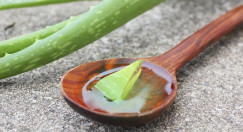 Aloe vera  v lepotni in prehranski industriji